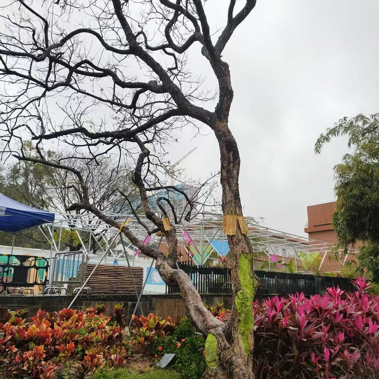 A leafless old lychee tree with nutrient injection tubes on its trunk