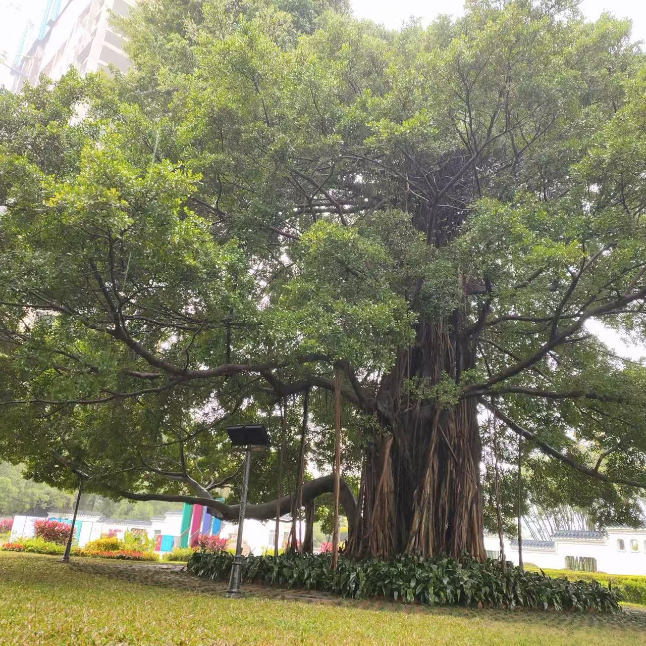 A 200-year-old banyan surrounded by a brick walkway after the village modernized