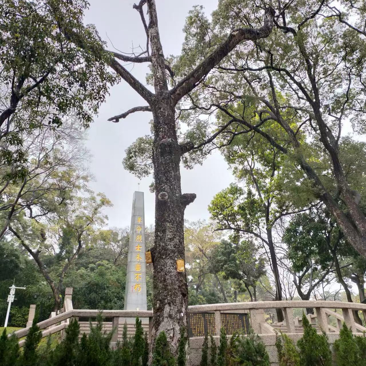 A half-dead longan tree growing between the stairs of a memorial